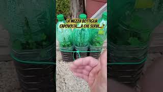 La mezza bottiglia capovolta sulle talee aumenta di parecchio le percentuali di attecchimento 💪💪🌿