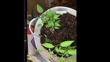 Intro to Art Fundamentals: Leaf Drawing