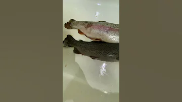 Отличие самки Форели от самца