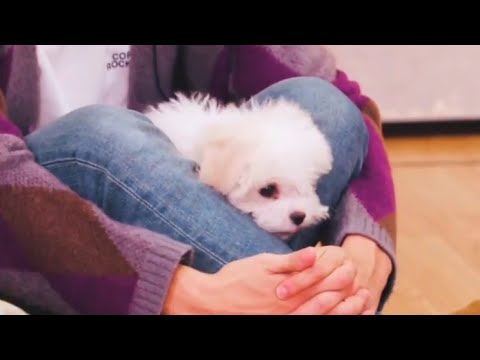 해찬이와 대갈이