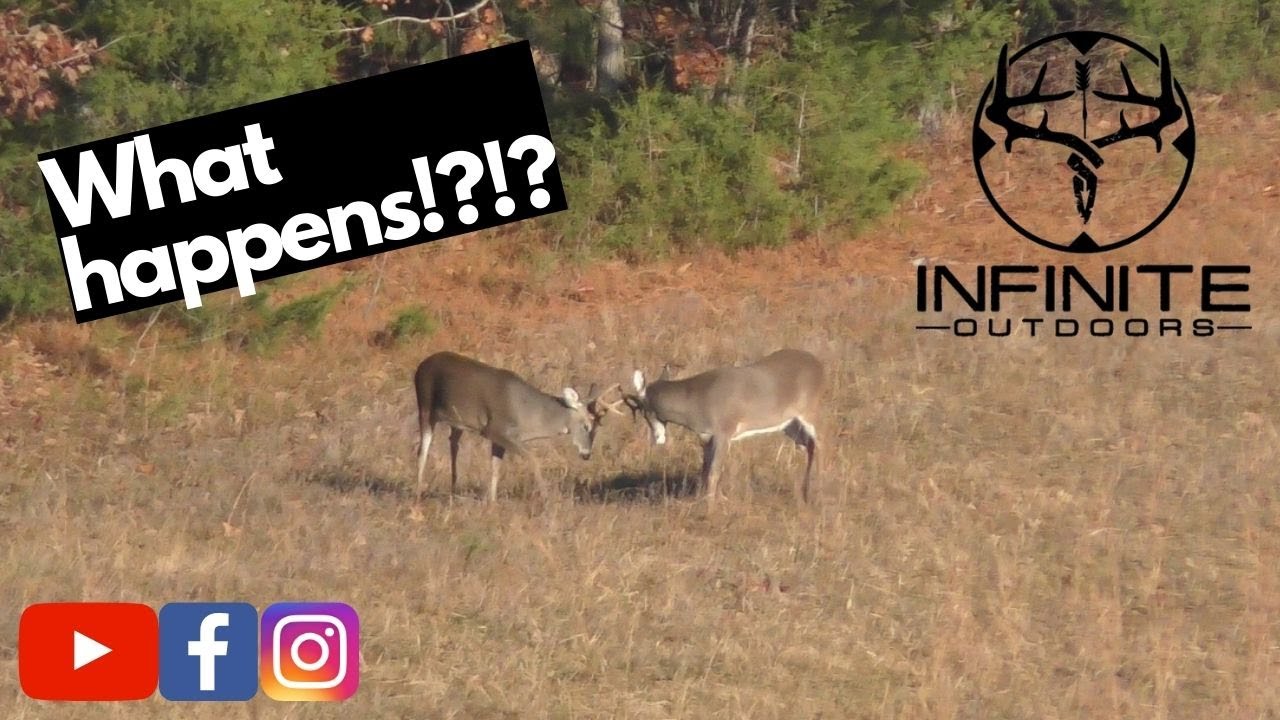 BIG BUCK FIGHT!?!?! RUT ACTION on a Private land hunt!! MISSISSIPPI deer hunting at its BEST!!!