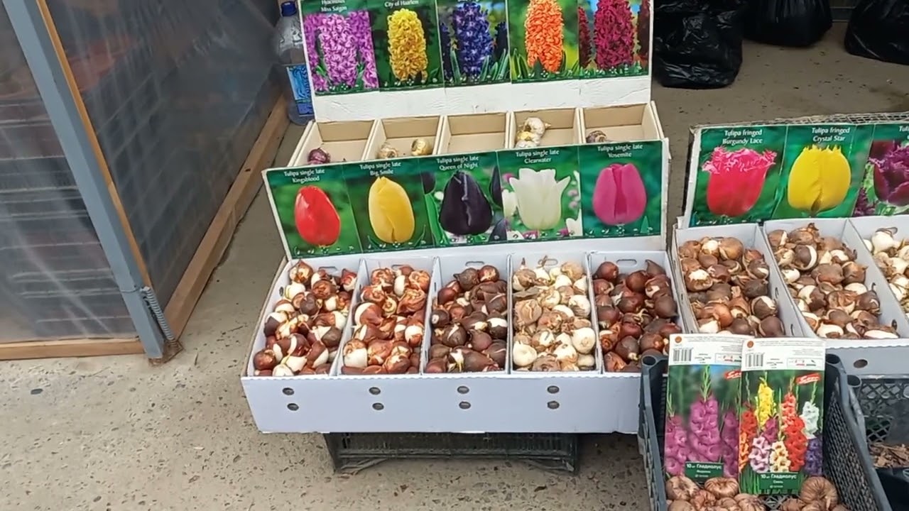 15 ЯНВАРЬ ЧОРСУ ГУЛ БОЗОРИ ЛОЛА ПИЕЗЛАРИ⚘️🌷⚘️🌷⚘️🌷⚘️🌷🪻🪻🪻🪻