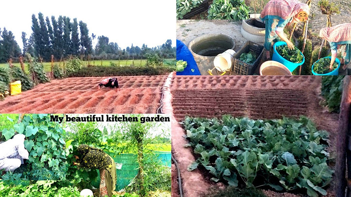 After a long time, I went to the farm again today 🥒🍅🫑|(feeling unwell)😔 #Farm #Vegetables
