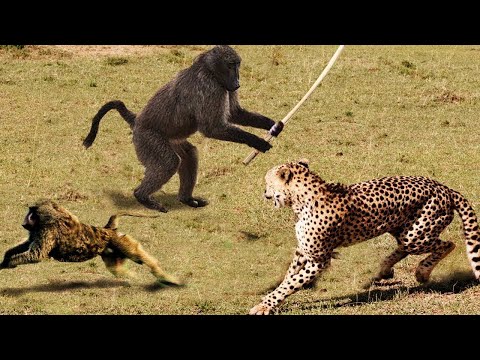 Video: Ville geparder angripe mennesker?