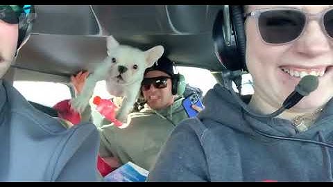 Dog Experiences Zero Gravity Flight