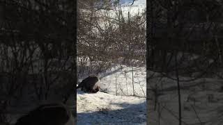 Watch this bald eagle go for a ride on his road kill