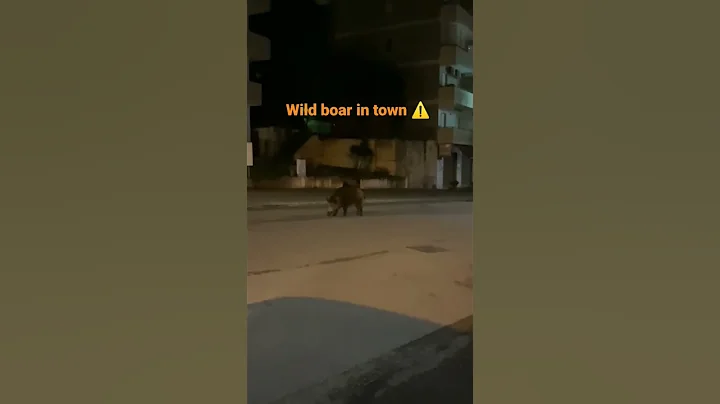 Wild boar in town ⚠️ #wildlife #wildanimals #boar #alert #city #nightlife #viralshorts #viralvideos