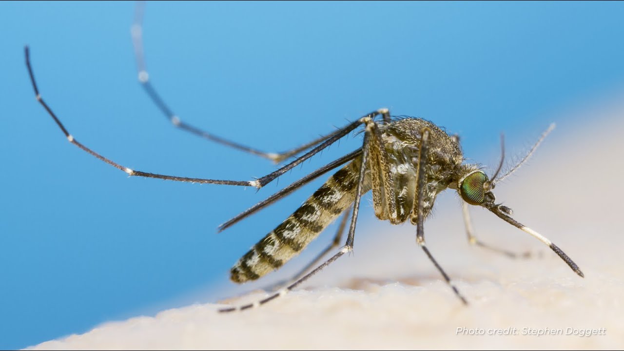 Mosquito borne diseases and surveillance