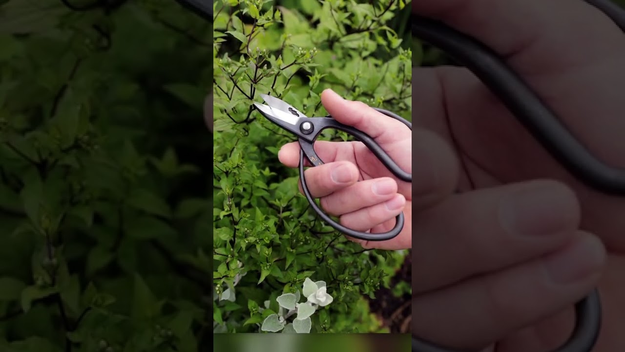 Christmas Offer from Sherborne Turf