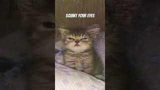 What’s cookin Good lookin 😺🐱🐈 #illusion #cat #squint #pets #funny #shorts #fyp