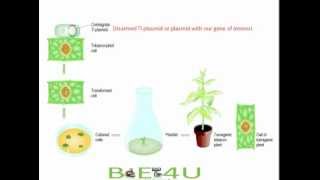 Celebrity Agrobacterium tumefaciens Mediated Gene Transfer | Biotechnology @biologyexams4u Net Worth