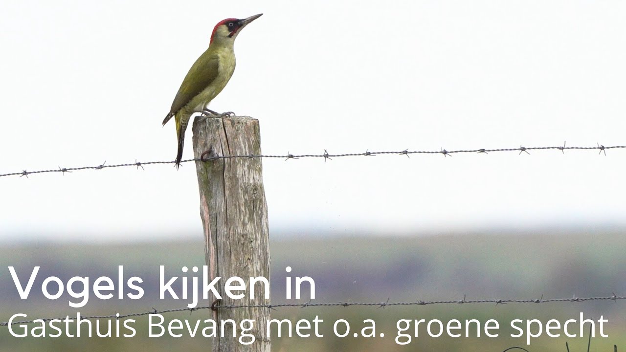 Vogels kijken in Gasthuis Bevang #1648