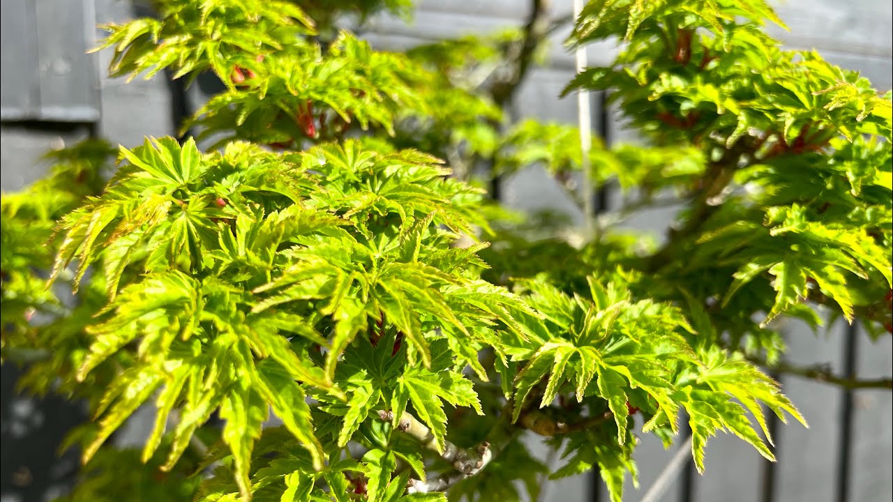 Shishigashira Maple Bonsai - Styling for the Summer (Part 1)