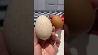 Turkey Egg Vs Chicken Egg size #turkey #egg #shorts