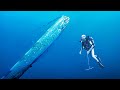 Oarfish | This Legendary Fish That Announces Tsunamis