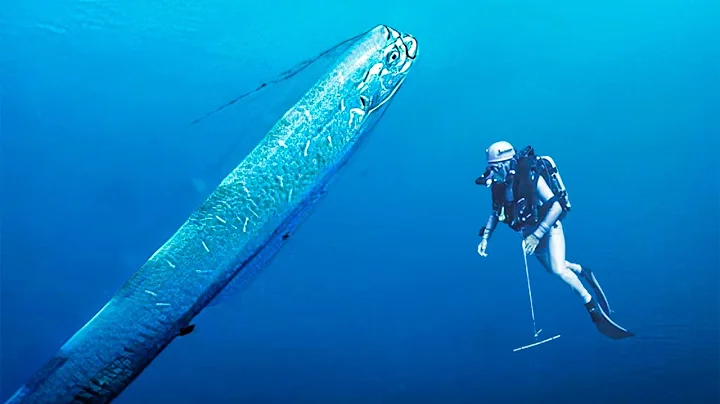 Oarfish | This Legendary Fish That Announces Tsunamis - DayDayNews