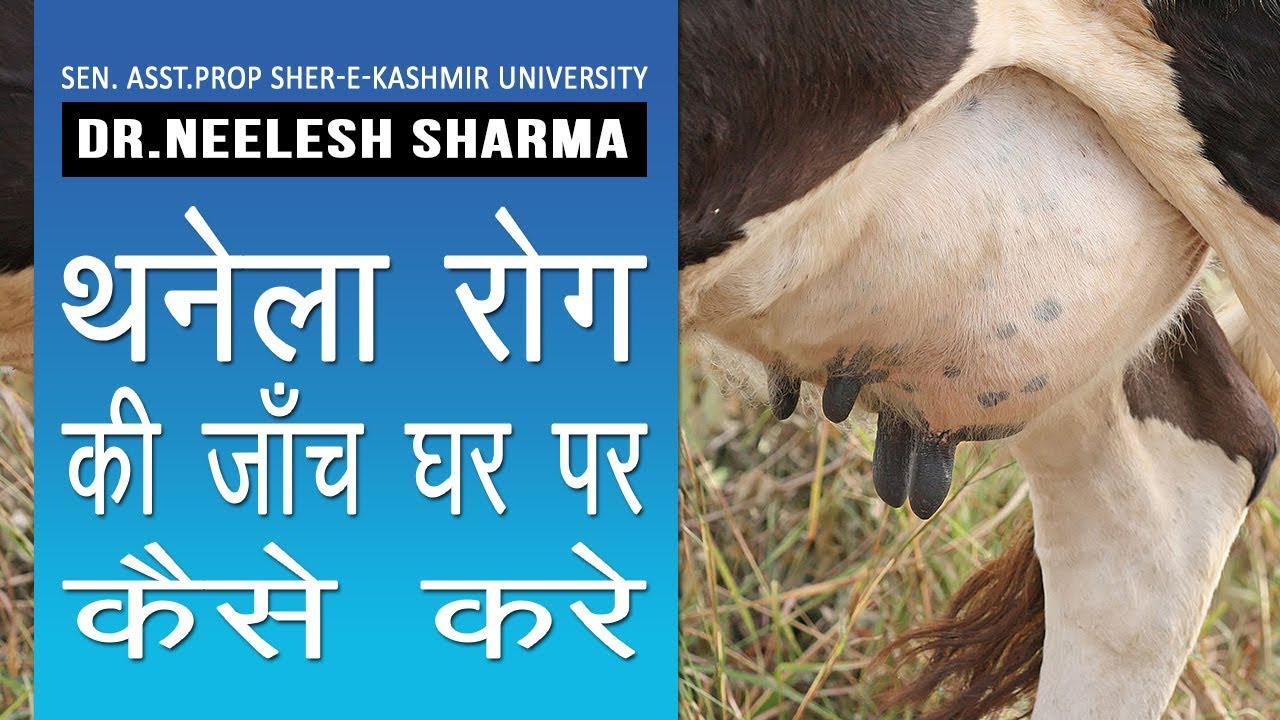 आपके पशु को कभी नहीं होगा थनैला रोग, इन बातो का रखें ध्यान| Cure Mastitis| Thanela Rog