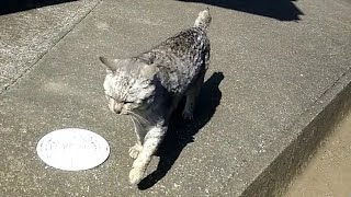 顔見たら駆け寄ってくる野良猫、ミサイルちゃんこの日はゆっくり歩いてこっちに来た。