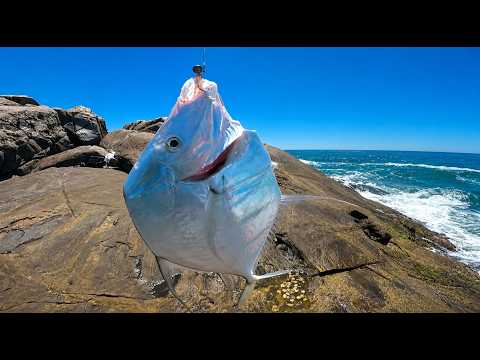 PEIXE GALO o desafio da pesca com iscas artificiais no costão de Balneário Camboriú SC