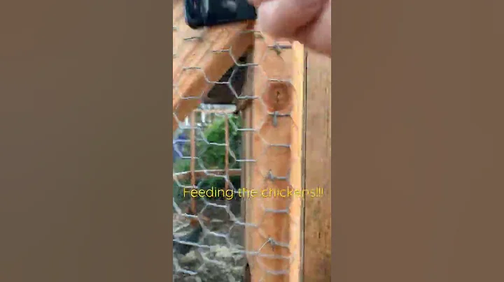 Steel cut oats and chickens