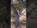Леопард Затащил Антилопу На Дерево