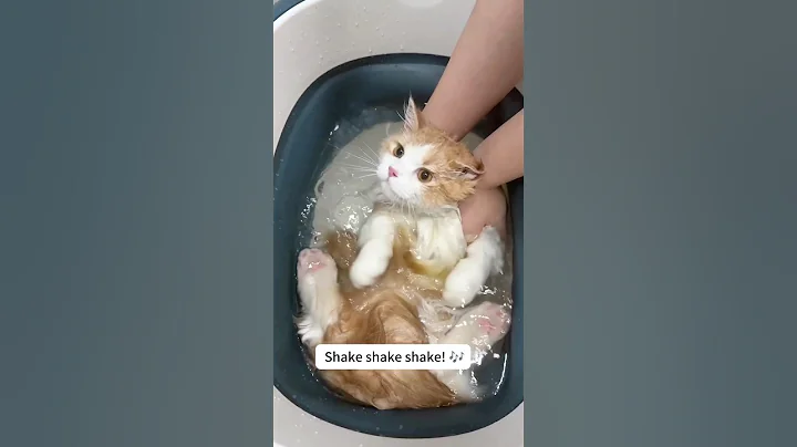 Video 11759981: cute cat bathing, cat cutecat