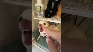 Niki Is The Most Celebrity Chihuahua In The World