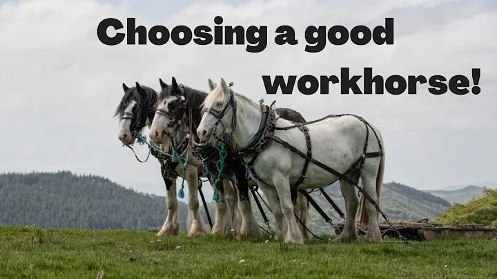 How to choose a workhorse! (for horse logging, carriage driving and farm work)