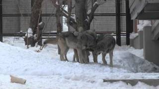 シンリンオオカミ オスたちの遊びとキナコのラブ~Wolf Pack