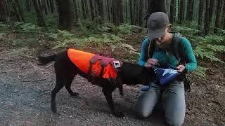 Conservation canines: Scooby finds a scat