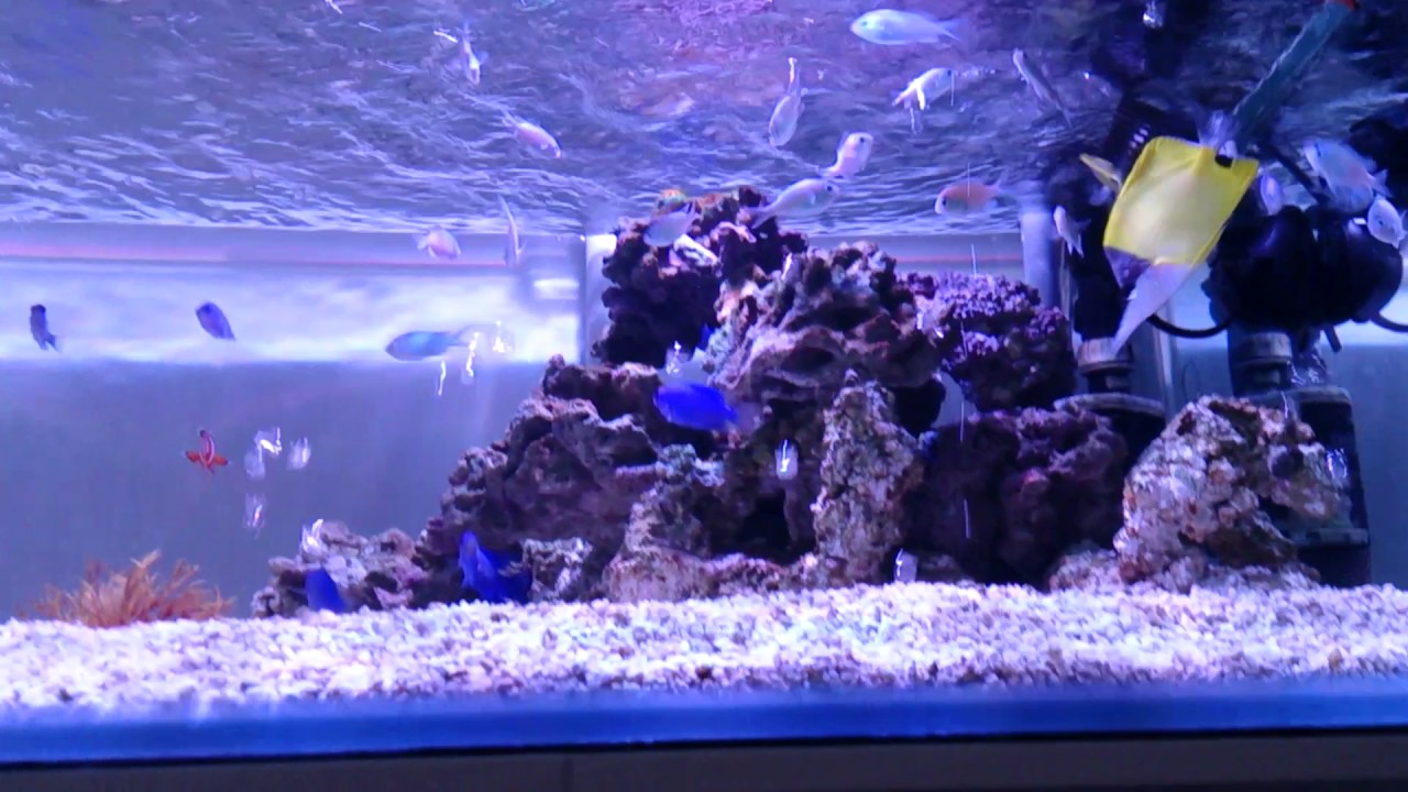 海水魚水槽 Youtube