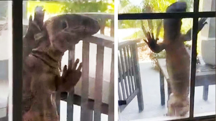 ‘Godzilla’ Lizard Crawls on Homeowner’s Window