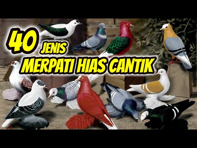 40 Jenis Merpati Hias Cantik Dan Mahal – Part 1 class=