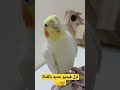 كوكو Bird كوكو Bird