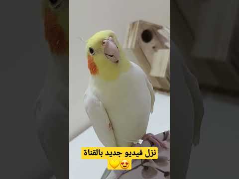كوكو 