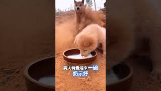 這個男人用食物成功交到小狗朋友