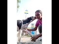10 DOG SWELLING TREATMENT