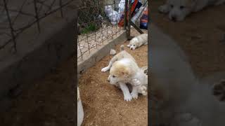 Когда мальчишка проснулся не в духе 2! Решил достать всех собратьев :-)