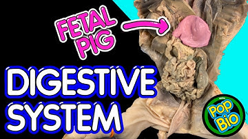 Fetal Pig Dissection Part 2: Digestive System Anatomy