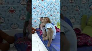 monkeys sitting in a row is super funny #shorts