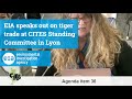EIA speaks out on tiger trade at CITES Standing Committee in Lyon