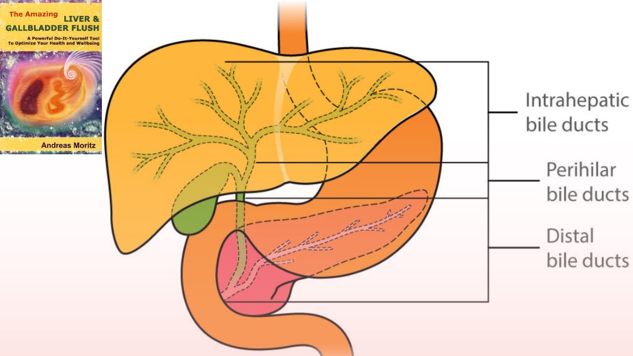My Liver Cleanse Journey | How to Cleanse Your Liver | Pass Gallstones Naturally | Digestive Health