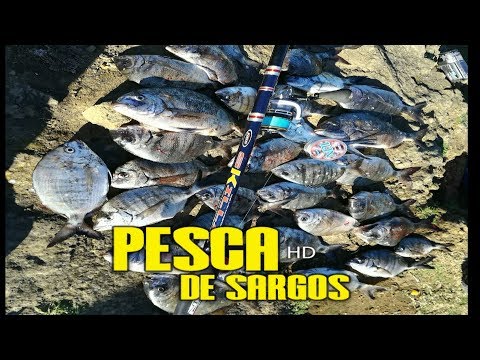 Pesca de Sargos,José