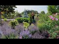 Planting 5 Gorgeous Evergreens (That Stay Small)! 🌲🌿💚 // Garden Answer Mp3 Song