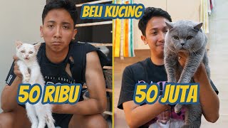 BELI KUCING 50.000 VS 50.000.000