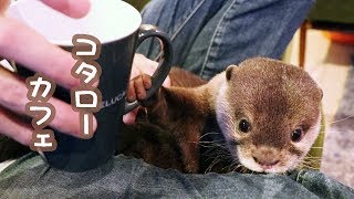 カワウソ コタロー　「コタローカフェへようこそ！」 Welcome to Kotaro Cafe