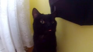 #Cat shows tongue | Кот  показывает язык  HD