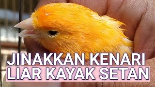 How To Tame A Really Wild Canary So Its Calm