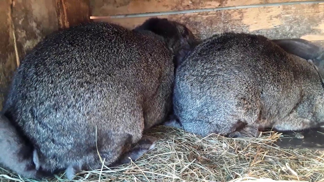 Iepuroi berbec german adult plus montă