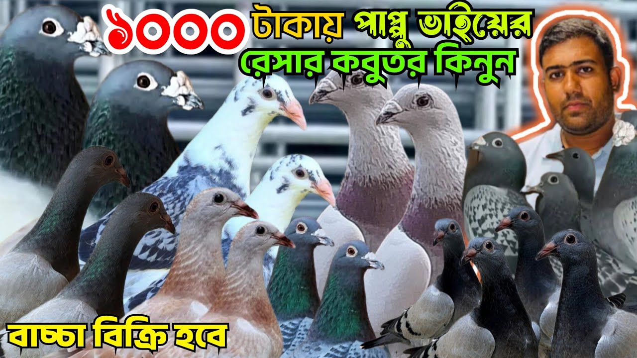 মাত্র ১০০০ টাকায় পাপ্পু ভাইয়ের রেসার কবুতর কিনুন। কম মূল্যে রেসার কবুতর বাচ্চা বিক্রি হবে। mohsintv